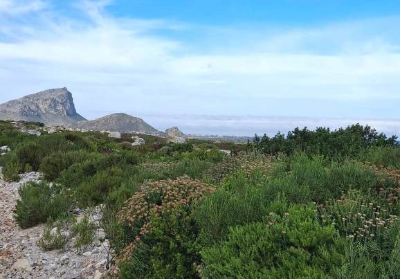 Strandveld next to the fynbos
